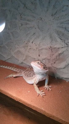 Agama vousata